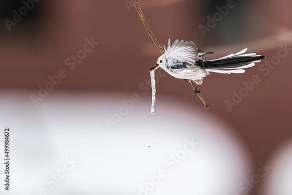 Obraz 北海道の春、シマエナガの3月。
