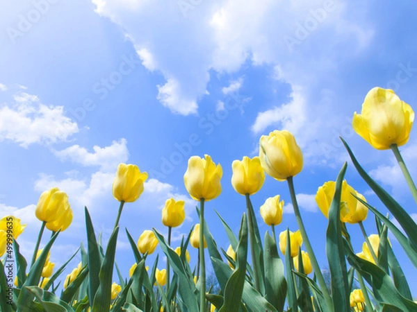 Obraz 青空と黄色いチューリップ