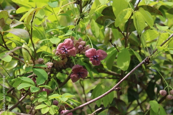 Fototapeta アケビの花