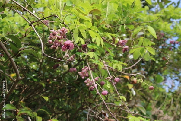 Fototapeta アケビの花