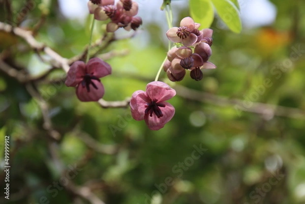 Fototapeta アケビの花