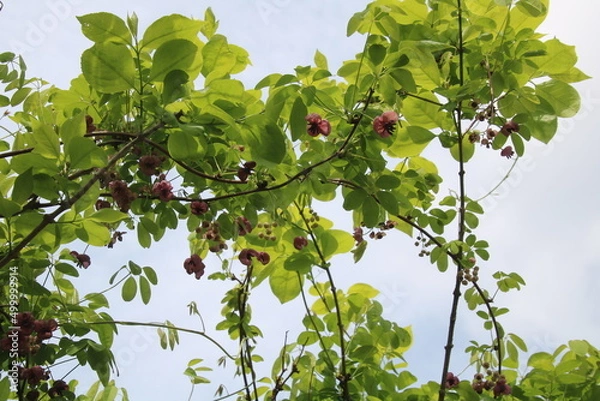 Fototapeta アケビの花