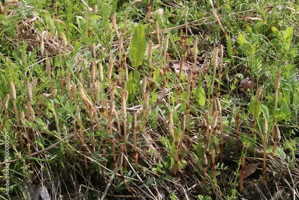 Fototapeta つくし