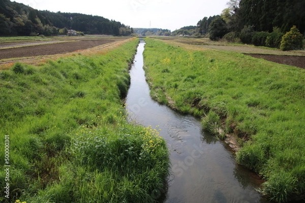 Fototapeta 春の川　木戸川