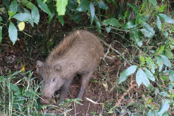Fototapeta いのしし