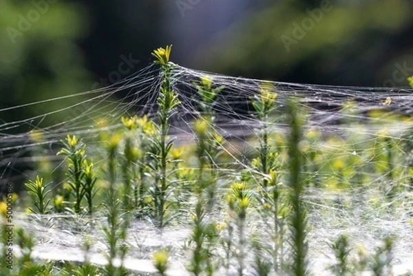 Obraz Pajęczyna na roślinach.