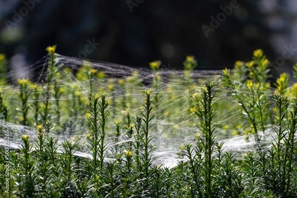 Obraz Pajęczyna na roślinach.
