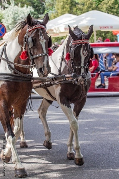 Obraz Przepiękne konie.