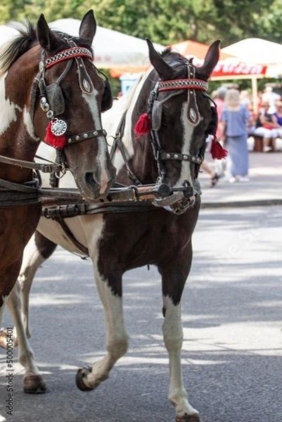 Obraz Przepiękne konie.