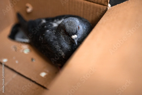 Obraz a pigeon with a broken wing in a mailbox