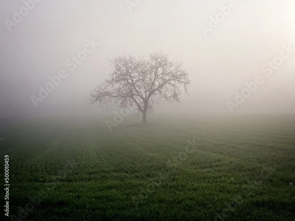 Obraz Tree in foggy cold morning