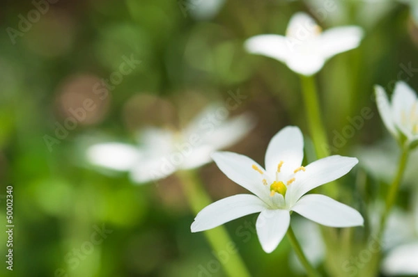 Obraz 見頃のオオアマナ