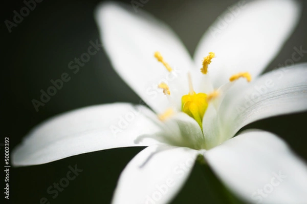 Obraz オオアマナのマクロ