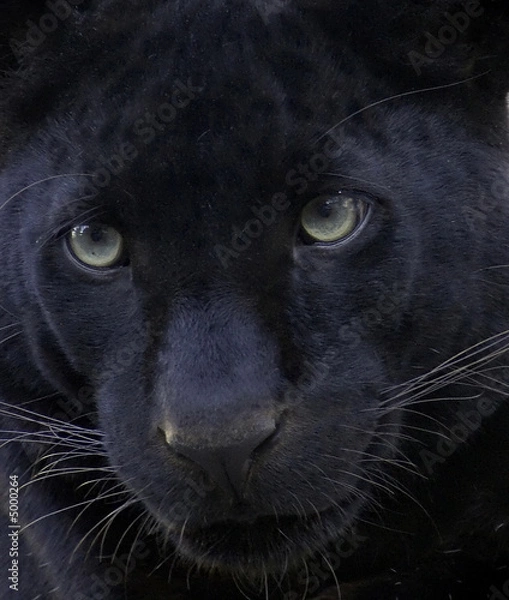 Obraz czarna pantera