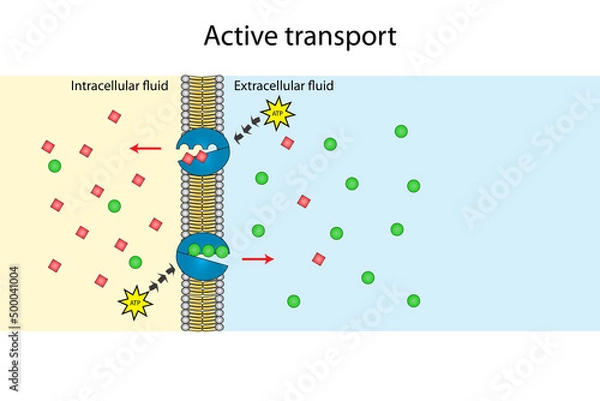 Obraz Active transport