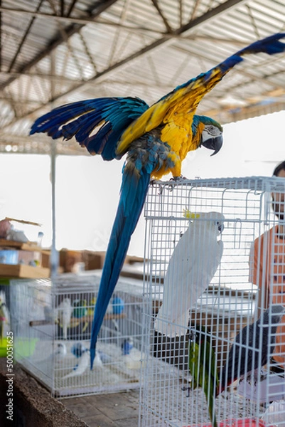 Obraz Large yellow-blue macaw parrot spread its wings