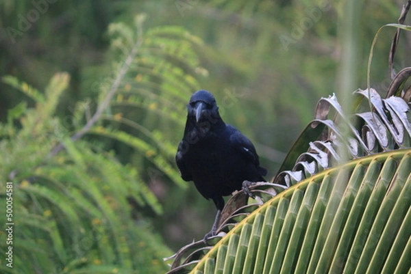Fototapeta crow on the tree