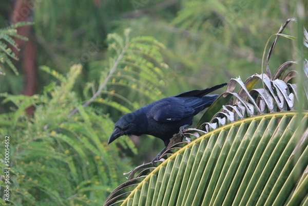 Fototapeta crow on the tree
