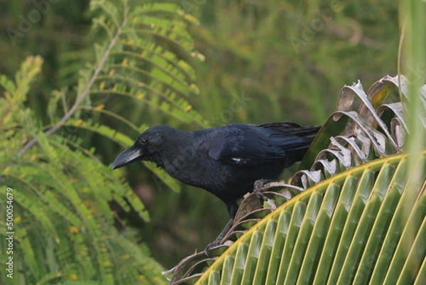 Fototapeta crow on the tree