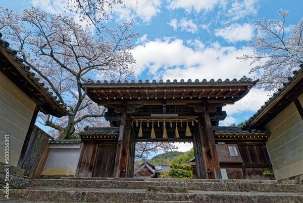 Fototapeta 青空に毘沙門堂の山門と桜
