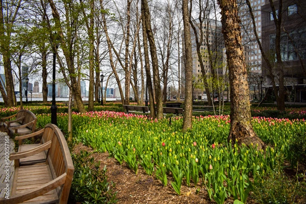 Fototapeta spring in the park