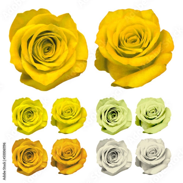 Obraz 花_薔薇_黄色_白背景