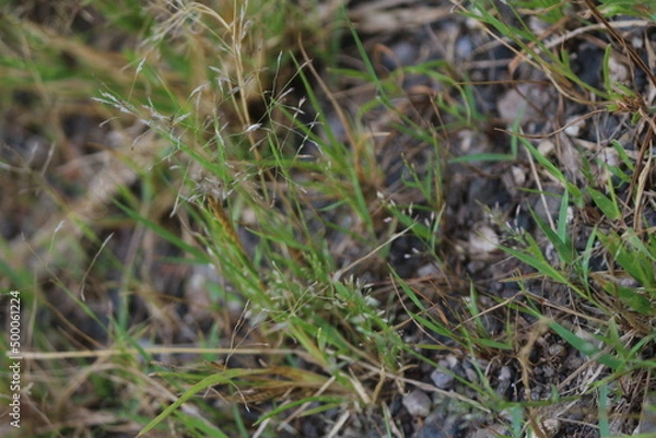 Fototapeta the grass