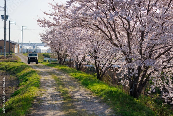 Fototapeta Vehicle at end of country dirt road lined by cherry trees in full bloom 