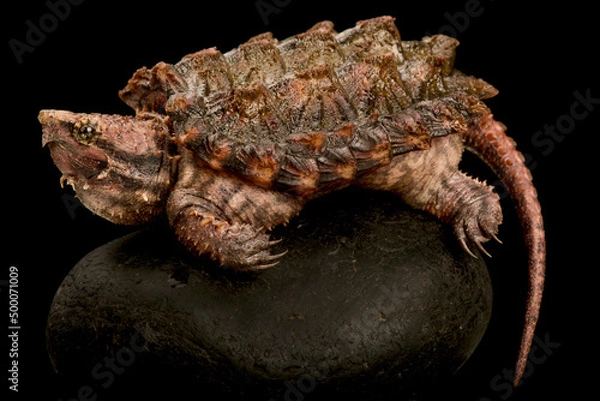 Fototapeta Alligator snapping turtle (Macrochelys temminckii)