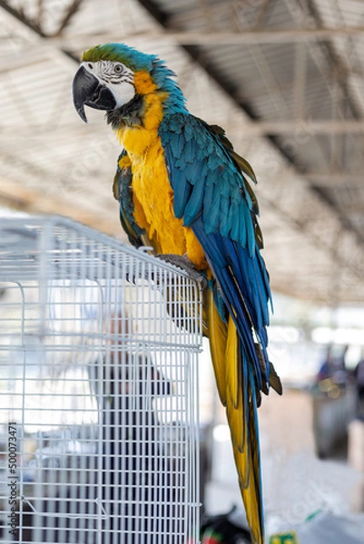 Obraz Blue-and-yellow macaw closeup (Ara ararauna), exotic bird