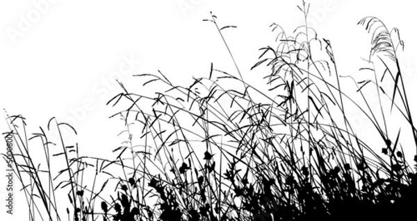 Obraz Sylwetka trawa łąka