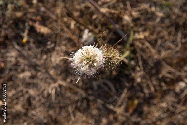 Obraz Belezas Portuguesas