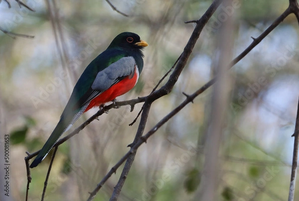 Obraz Elegant Trogon