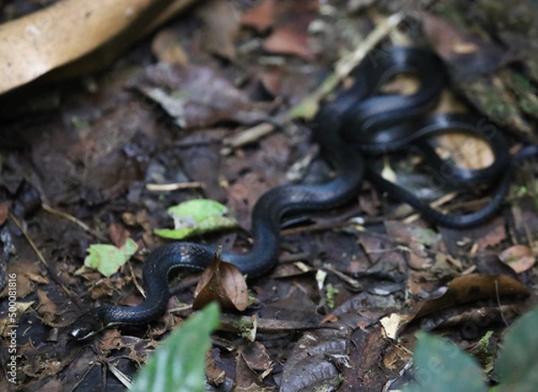 Obraz Pale Ground-snake