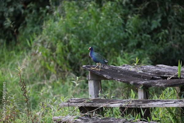 Obraz Purple Gallinule