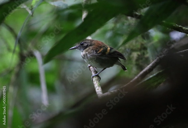 Obraz Spotted Antwren