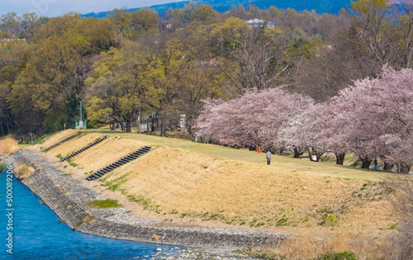 Fototapeta 釜無川信玄堤の桜風景