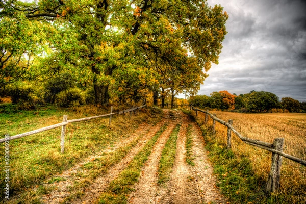 Fototapeta Autumn color trees fields