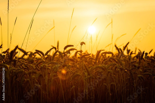 Obraz Sunset agriculture field