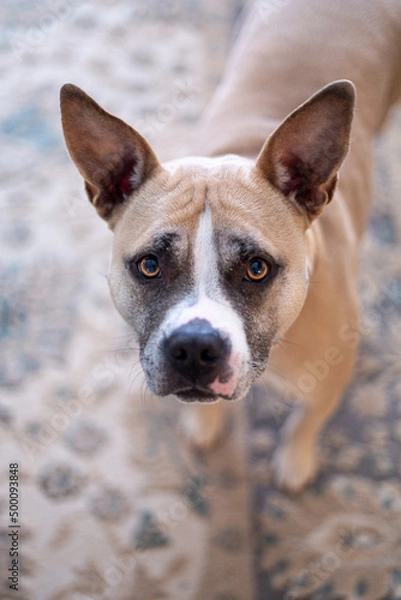 Obraz Look At Me, I'm Cute!