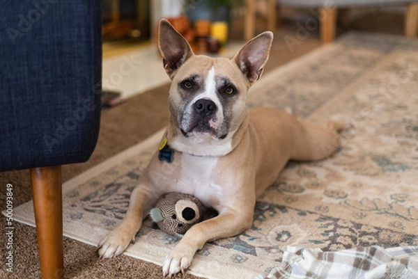 Obraz Dog Poses With Her Toy