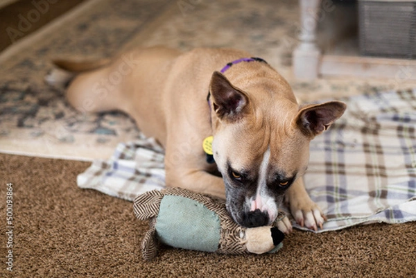 Obraz Dog Plays With Toy