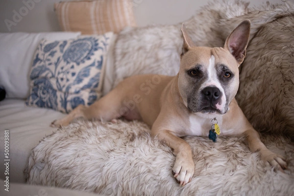 Obraz I Love My Couch!