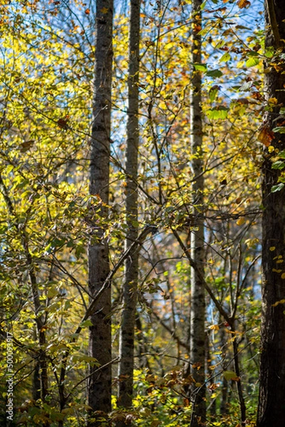 Obraz Dark Trees, Light Leaves