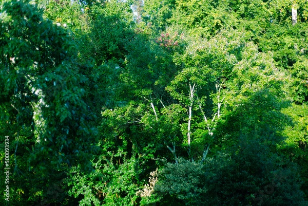 Obraz Green Forest Foliage