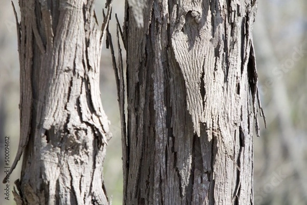Obraz splitting bark