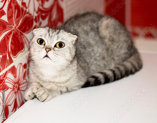 Obraz Scottish fold tabby gray cat