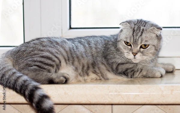 Obraz close-up Scottish cat lying on the windowsill