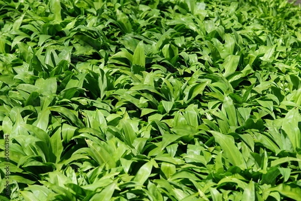 Obraz wild garlic in the forest