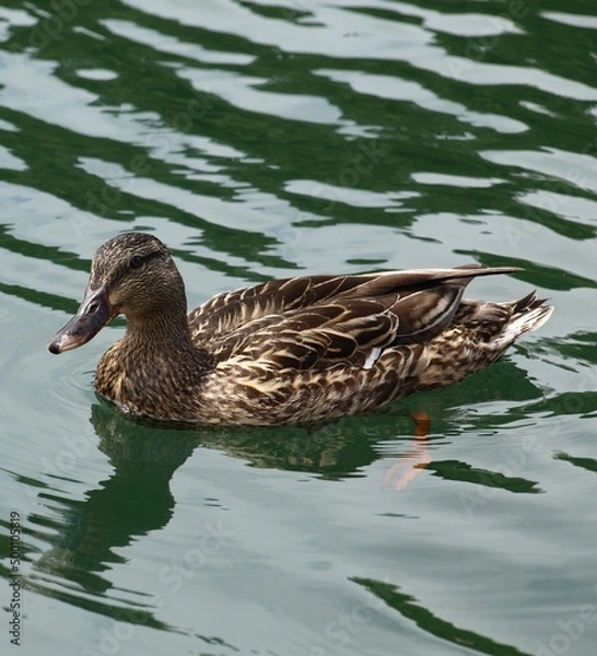Obraz Ducks in the Lake